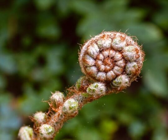 Lebenskräfte entdecken, entwickeln, entfalten
