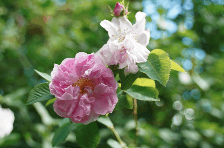 Festliche Menschenweihehandlung