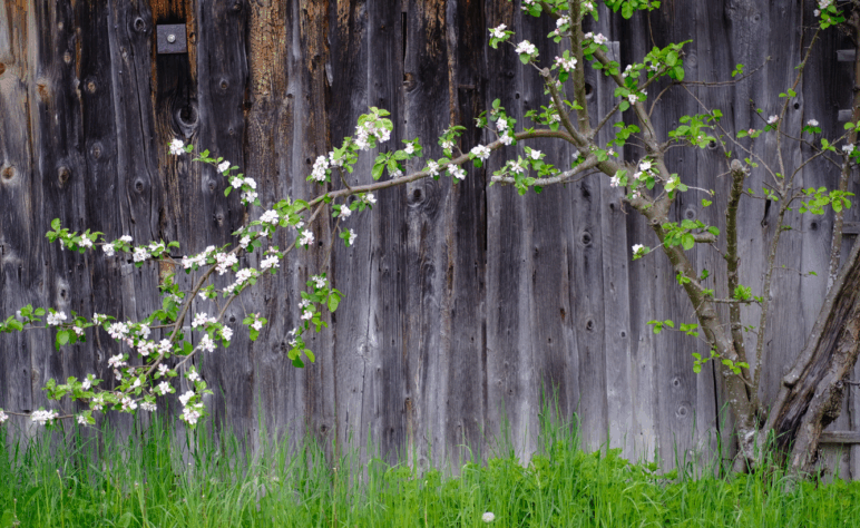 Dreifaches Epiphanias-Geschehen