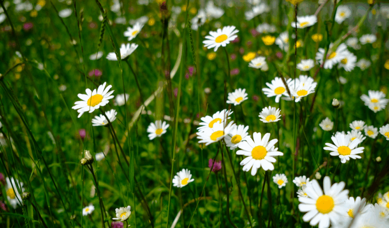 Die Gemeinde trifft sich