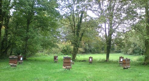 Bienen-Siebenstern