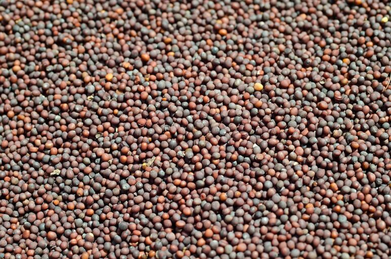 „Wenn ihr Glauben habt wie ein Senfkorn“