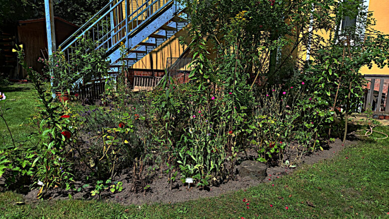 Blick auf das Rosenbeet an der Stahltreppe