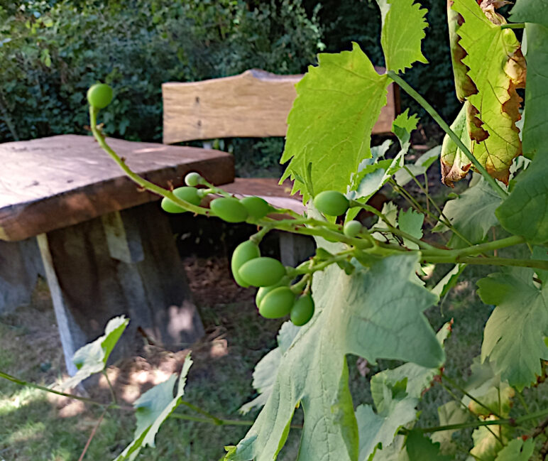 Das Bild zeigt den Traubenansatz am Weinstock, im Hintergrund die Gartenbank mit Tisch