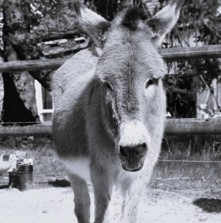 Sonntagscafé, Buchvorstellung und Adventsbazar